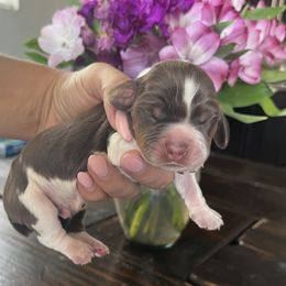 Boy 2 - male English Springer Spaniel puppy in Vacaville, California from Goldridge Springers