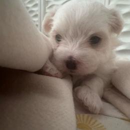 ACA Maltese girl puppy (1) Arabia - White female Maltese puppy in Florence, Arizona from Maltese Of Arizona