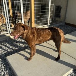 Chesapeake Bay Retriever puppies from Soap Stone Ridge