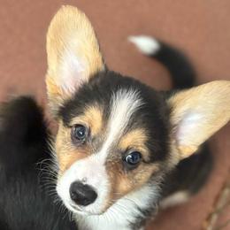 Boy 2 - Sable male Pembroke Welsh Corgi puppy in Sacramento, California from 777 Corgis