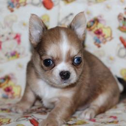 Scribble 2,800 - Merle male Chihuahua puppy in Cache, Oklahoma from Charming Lil Chihuahuas