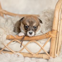 Brown Collar Male- Thor - Sable male Pembroke Welsh Corgi puppy in Waverly Hall, Georgia from 6g Ranch Corgis