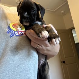 Girl 4 - female Boxer puppy in Madison, Georgia from Mary Moon