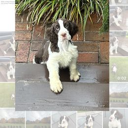 Donatello - Liver and white English Springer Spaniel puppy in Duncansville, Pennsylvania from Paylie Springers