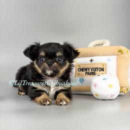 Prime - Black and tan male Chihuahua puppy in Anderson, South Carolina from Lil Treasures Chihuahuas