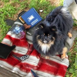 Marley - Pomeranian