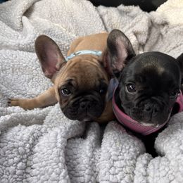 French Bulldog Puppies from Rockstar Kennel