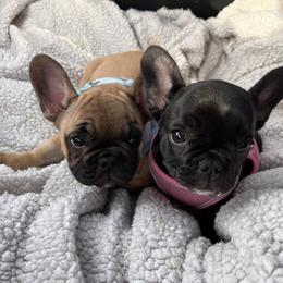 French Bulldog Puppies from Rockstar Kennel