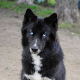 Nadia - Siberian Husky