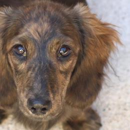 Zania - Dachshund