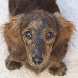 Zania - Dachshund