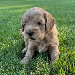 Belle - Yellow - Apricot female Goldendoodle puppy in Shelley, Idaho from Maple Blossom Doodles