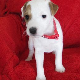Jack Russell Terrier Puppies from Spritely Jack Russell Terriers