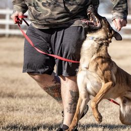 Belgian Malinois from v. unestablished