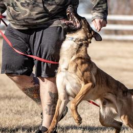Belgian Malinois from v. unestablished