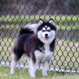 Phoenix - Pomsky