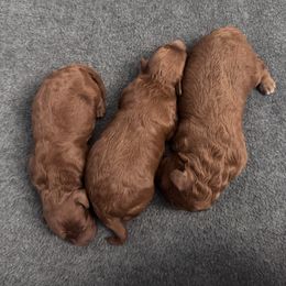 Forest - Red  male Poodle puppy in Modesto, California from Oso’s Red Toy, Mini, & Standard Poodles