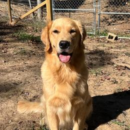 Light Blue - F - Golden female Golden Retriever puppy in Amherst, Virginia from Clearvu Kennels