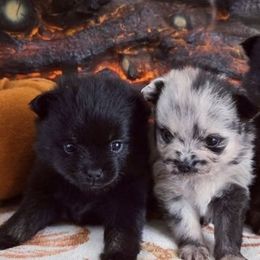 Pomeranians from Robbins Poms