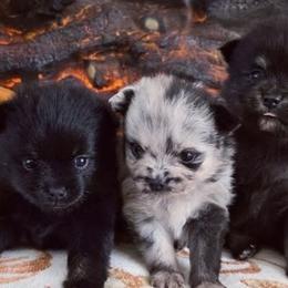 Pomeranians from Robbins Poms