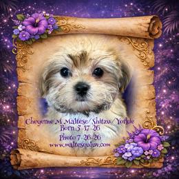 Cheyenne Shitzu-Yorkie - Gold male Morkie puppy in Silverhill, Alabama from Malteseuluv’s Tiny Treasurers