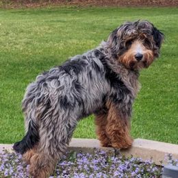 Ridge - Bernedoodle