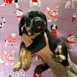 Lt Blue Collar - Black male Cane Corso puppy in Paris, Texas from Knucklehead Cane Corso