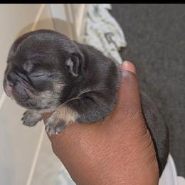 Charmed - Black and tan female French Bulldog puppy in Joliet, Illinois from MarvelousFrenchies