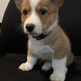 Pembroke Welsh Corgi Puppies from West Houston Corgis