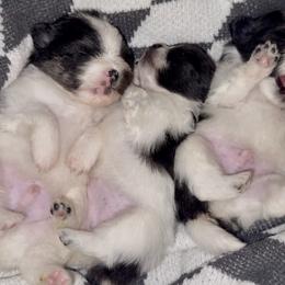 Pomeranian Puppies from Cascade Pomeranians