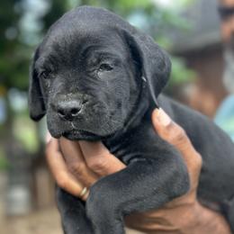 Boy 1 - male Cane Corso puppy in Weimar, Texas from Cane Corso Authority