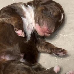 Bo Peep - Brown and white female Bernedoodle puppy in Williston, Florida from Tera Caldwell