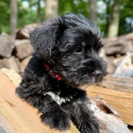 Casey - Black female Miniature Schnauzer puppy in Frankford, Delaware from Miniature Schnauzers of Delmarva