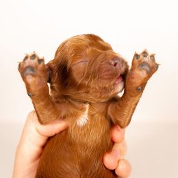 Bernedoodle, Cavapoo, Goldendoodle, and Poodle Puppies from Wasatch Pup