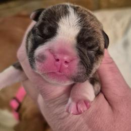 PINK - Red brindle female Bulldog puppy in Walhalla, South Carolina from Lowery's English Bulldogs