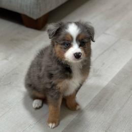Hazel - Blue merle female Aussiedoodle puppy in Charlestown, Indiana from Forever Aussies and A Doodle