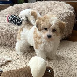 Jasper - Merle female Maltipoo puppy in Fredericksburg, Ohio from Edna Keim