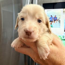 Bella - Cream female Dachshund puppy in Alva, Florida from Salty C's Dachshunds