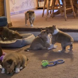 Collie puppies from Briar Oaks