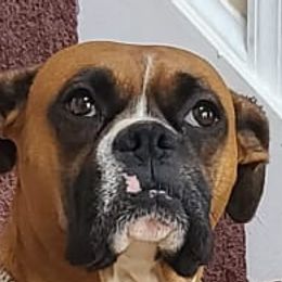 Diamond Areforever - Boxer