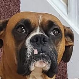 Diamond Areforever - Boxer