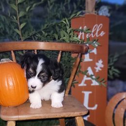 Pembroke Welsh Corgi Puppies from Top-Notch Paws