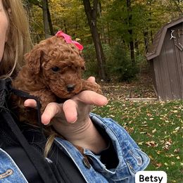 Betsy - Red  female Poodle puppy in Mint Hill, North Carolina from DoodleForever
