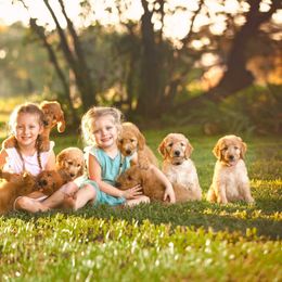 Goldendoodle Puppies from Tejas Doodles