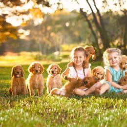 Goldendoodle Puppies from Tejas Doodles