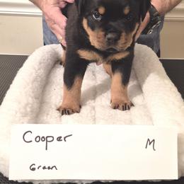 Cooper- Green collar boy 3 - Black and mahogany male Rottweiler puppy in Carnesville,, Georgia from Von Knopf Rottweilers