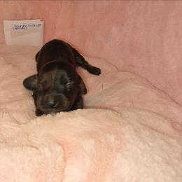 Haunted moonlight 2200 pet only 3200 full akc - Brindle male Dachshund puppy in Bristol, Tennessee from It's Mini Wieners Baby
