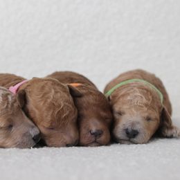 Poodle Puppies from Bruno & Co. Puppies