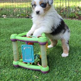 Shine On Me aka Shiner - Blue merle female Australian Shepherd puppy in Sparta, Tennessee from SugarWood Australian Shepherds