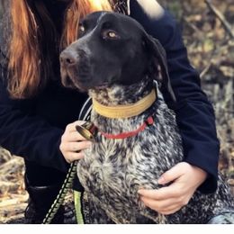 Maines Winter Harbor - German Shorthaired Pointer